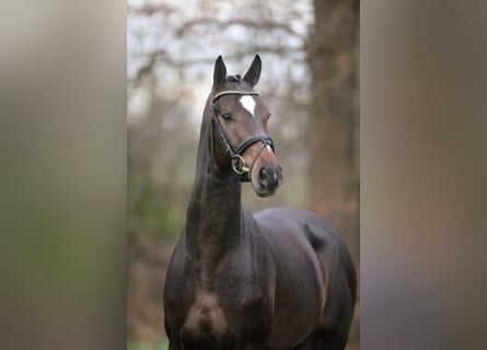 Oldenburg, Stallion, 20 years, 16.2 hh, Bay-Dark