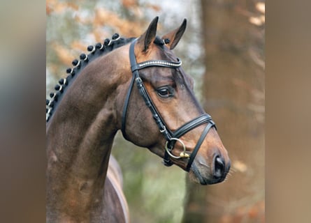 Oldenburg, Stallion, 20 years, 16.2 hh, Bay-Dark