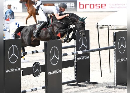 Oldenburg, Stallion, 19 years, 16,1 hh, Bay-Dark