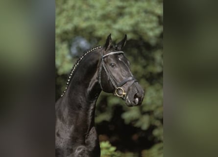 Oldenburg, Stallion, 35 years, 16.3 hh, Black