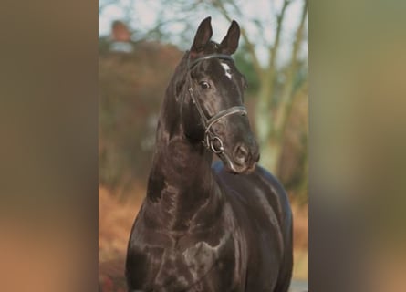 Oldenburg, Stallion, 35 years, 16.2 hh, Black