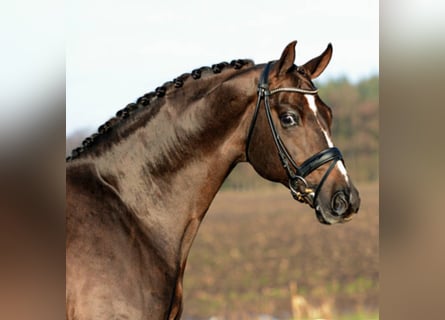Oldenburg, Stallion, 24 years, 16.2 hh, Chestnut
