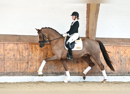 Oldenburg, Stallion, 6 years, 16.2 hh, Chestnut-Red