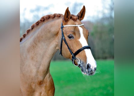 Oldenburg, Stallion, 23 years, 16.1 hh, Chestnut-Red