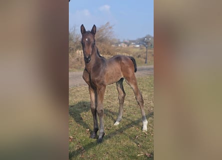 Oldenburg, Stallion, Foal (02/2026), 16.1 hh, Bay-Dark