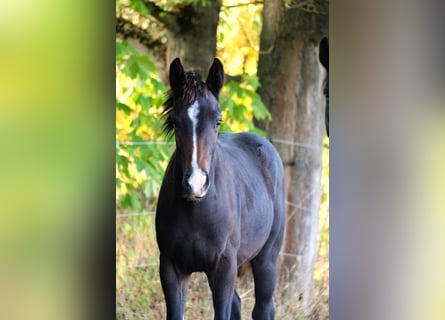Oldenburg, Stallion, Foal (04/2026), 16.1 hh, Bay-Dark