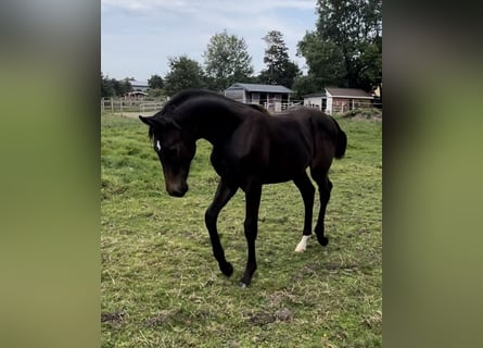 Oldenburg, Stallion, Foal (03/2024), 16,1 hh, Bay-Dark