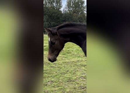 Oldenburg, Stallion, Foal (03/2024), 16,1 hh, Bay-Dark