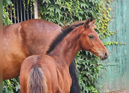 Oldenburg, Stallion, Foal (05/2023), 16.1 hh, Brown