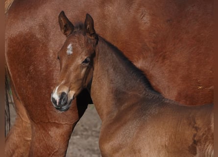 Oldenburg, Stallion, , 16,1 hh, Brown-Light