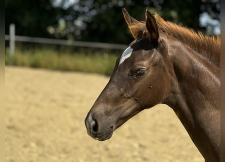 Oldenburger, Hengst, Fohlen (04/2024), 16,1 hh, Dunkelfuchs