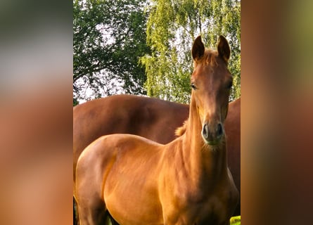 Oldenburg, Stallion, Foal (04/2024), 16,1 hh, Chestnut