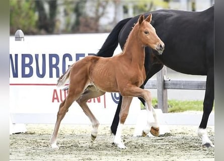 Oldenburg, Stallion, Foal (03/2026), 16.1 hh