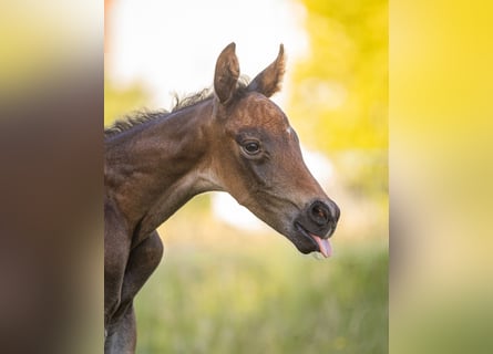 Oldenburg, Stallion, Foal (06/2026), 16.1 hh
