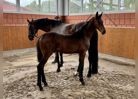 Oldenburg, Stallion, Foal (05/2024), 16,2 hh, Bay-Dark