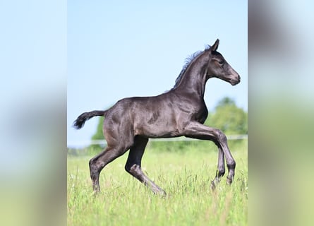 Oldenburg, Stallion, Foal (05/2026), 16.2 hh, Black