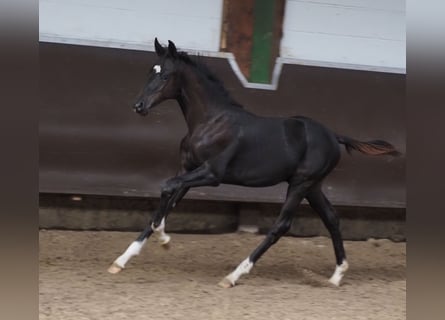 Oldenburg, Stallion, Foal (03/2023), 16.2 hh, Black