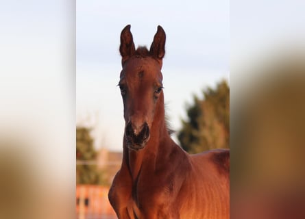 Oldenburger, Hengst, Fohlen (05/2024), 16,2 hh, Rappe