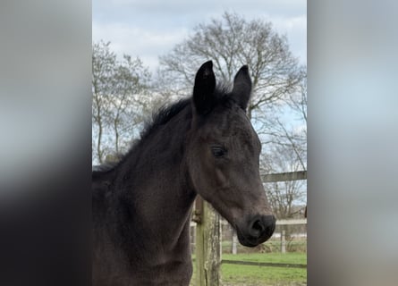 Oldenburg, Stallion, Foal (02/2026), 16.2 hh, Black