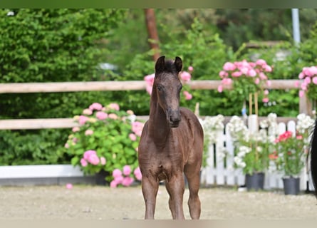 Oldenburg, Stallion, , 16.2 hh, Black