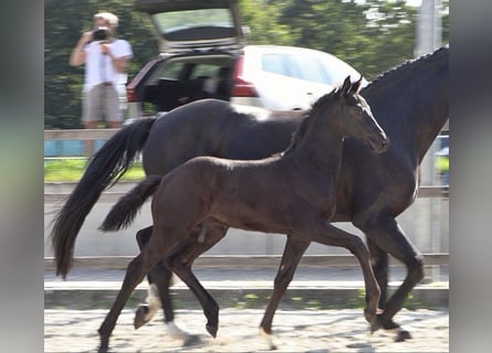 Oldenburg, Stallion, Foal (05/2026), 16.2 hh, Black