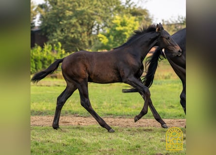 Oldenburg, Stallion, Foal (04/2024), 16,2 hh, Brown