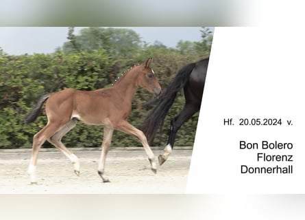 Oldenburg, Stallion, Foal (05/2024), 16,2 hh, Brown