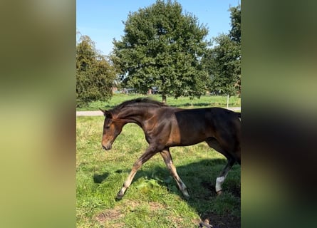 Oldenburger, Hengst, Fohlen (05/2024), 16,2 hh, Brauner