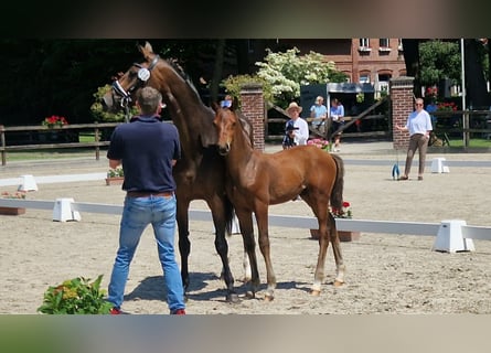 Oldenburg, Stallion, Foal (03/2026), 16.2 hh, Brown
