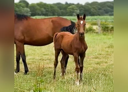 Oldenburg, Stallion, Foal (03/2026), 16.2 hh, Chestnut