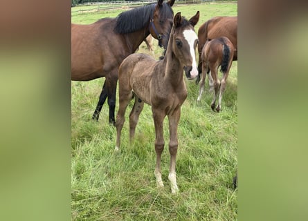Oldenburg, Stallion, Foal (05/2026), 16.2 hh