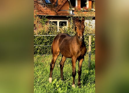 Oldenburger, Hengst, Fohlen (04/2024), 16,2 hh