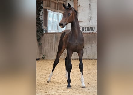 Oldenburg, Stallion, Foal (03/2023), 16.2 hh, Smoky-Black