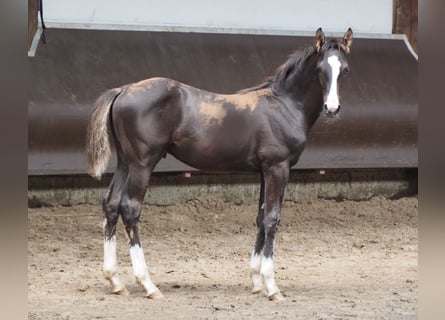 Oldenburg, Stallion, Foal (01/2023), 16.2 hh, Smoky-Black