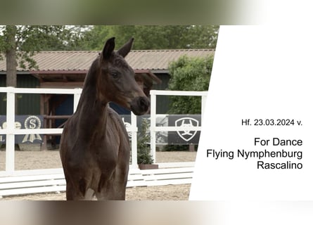 Oldenburg, Stallion, Foal (03/2024), 16.2 hh, Smoky-Black