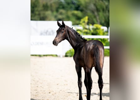 Oldenburg, Stallion, Foal (04/2024), 16,2 hh, Smoky-Black