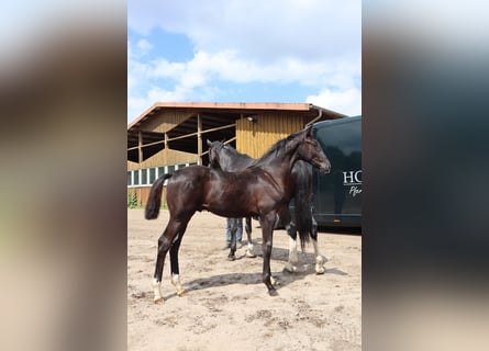 Oldenburg, Stallion, Foal (01/2024), 16.3 hh, Black