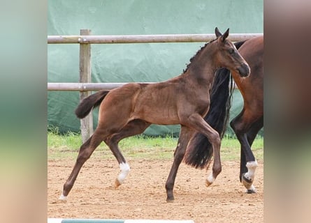 Oldenburg, Stallion, Foal (05/2024), 16.3 hh, Black