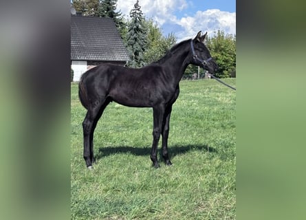 Oldenburg, Stallion, Foal (05/2026), 16.3 hh, Black
