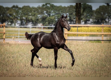 Oldenburg, Stallion, Foal (04/2026), 16.3 hh, Black