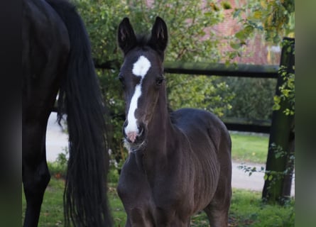 Oldenburger, Hengst, Fohlen (06/2024), 16,3 hh, Rappe