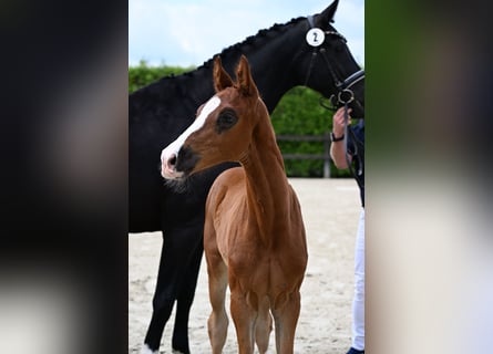 Oldenburger, Hengst, Fohlen (05/2024), 16,3 hh, Dunkelfuchs