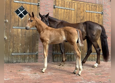 Oldenburg, Stallion, Foal (04/2024), 16.3 hh, Chestnut