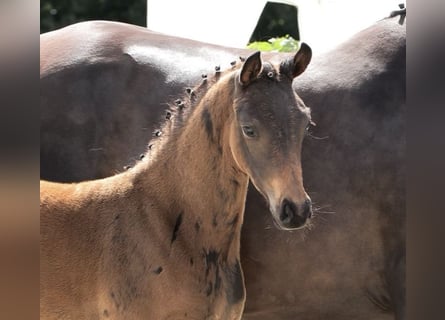 Oldenburg, Stallion, Foal (04/2025), 16 hh, Bay-Dark