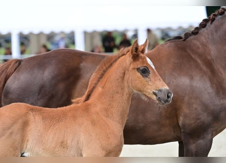 Oldenburg, Stallion, Foal (04/2024), 16 hh, Chestnut