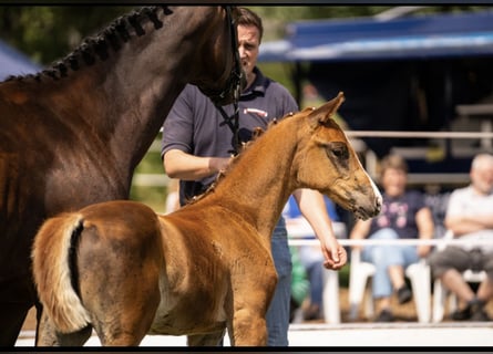 Oldenburg, Stallion, Foal (05/2025), 16,1 hh, Chestnut