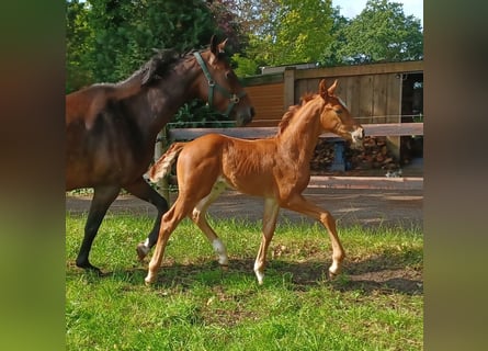 Oldenburg, Stallion, , 16,1 hh, Chestnut
