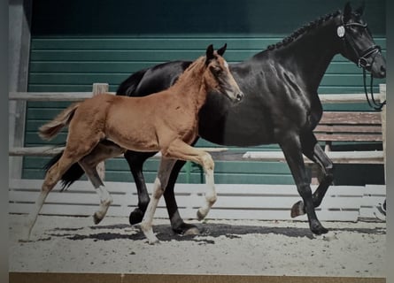 Oldenburg, Stallion, Foal (04/2025), 16,1 hh, Chestnut