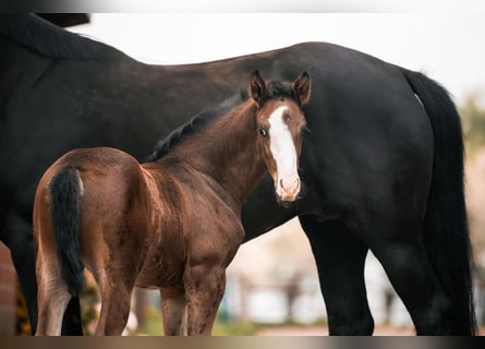 Oldenburg, Stallion, , 16,2 hh, Bay-Dark