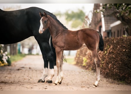 Oldenburg, Stallion, , 16,2 hh, Bay-Dark